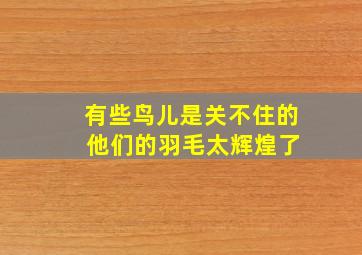 有些鸟儿是关不住的 他们的羽毛太辉煌了